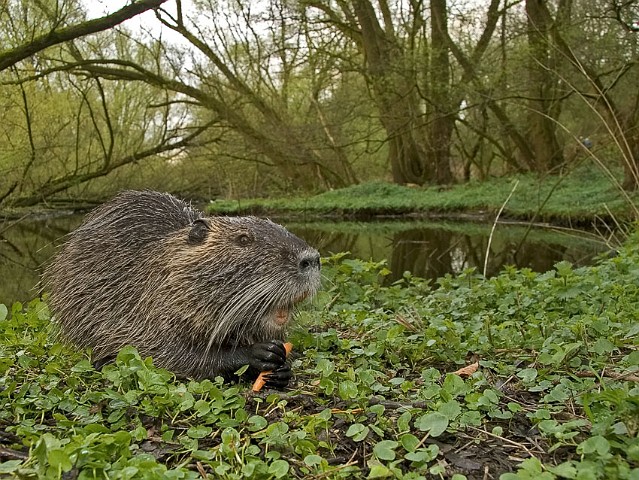 Nutria Biberratte Myocastor coypus